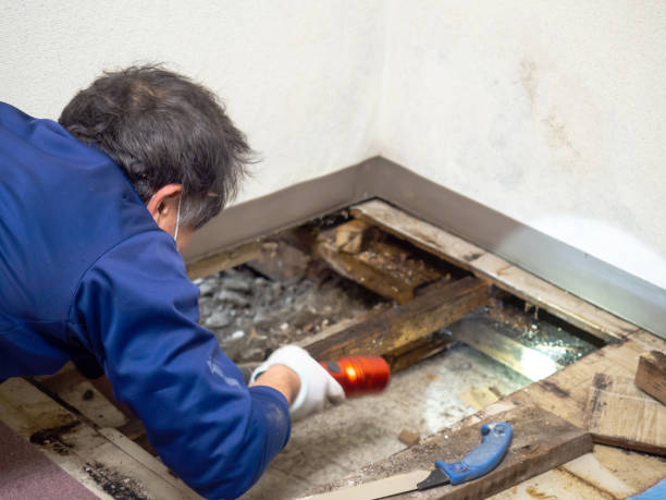 Best Mold Removal Company Near Me  in Elwood, KS