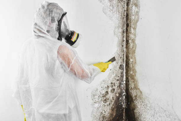 Professional Mold Removal in Elwood, KS