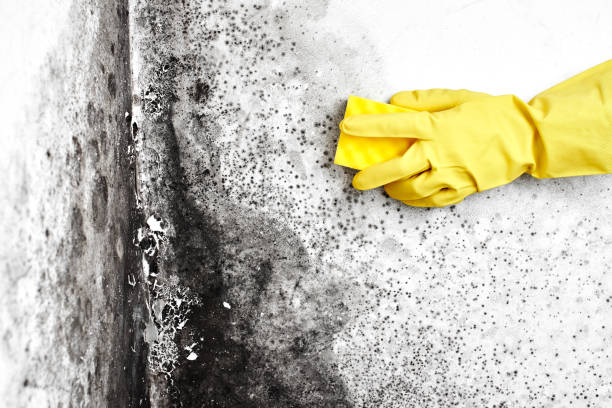 Best Best Mold Removal Companies  in Elwood, KS