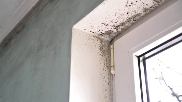 Best Mold Damage Repair  in Elwood, KS