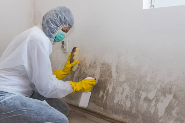 Mold Testing and Removal in Elwood, KS