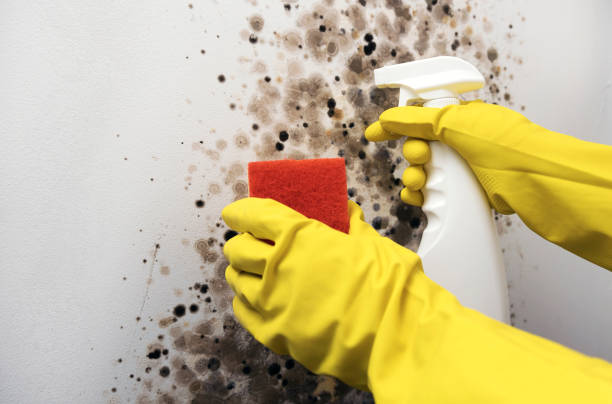 Best Commercial Mold Removal  in Elwood, KS