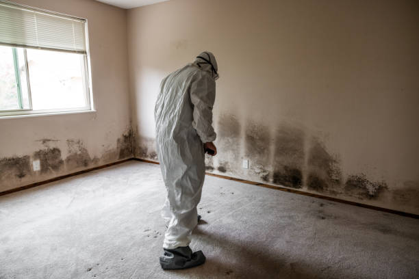 Best Residential Mold Removal  in Elwood, KS