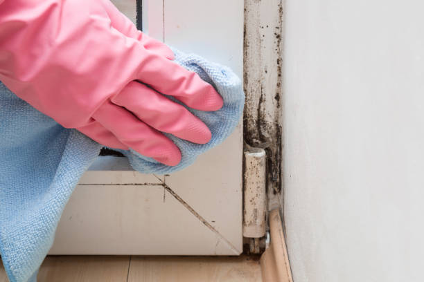 Best Mold Remediation  in Elwood, KS