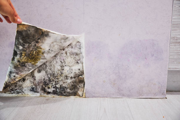 Best Affordable Mold Removal  in Elwood, KS